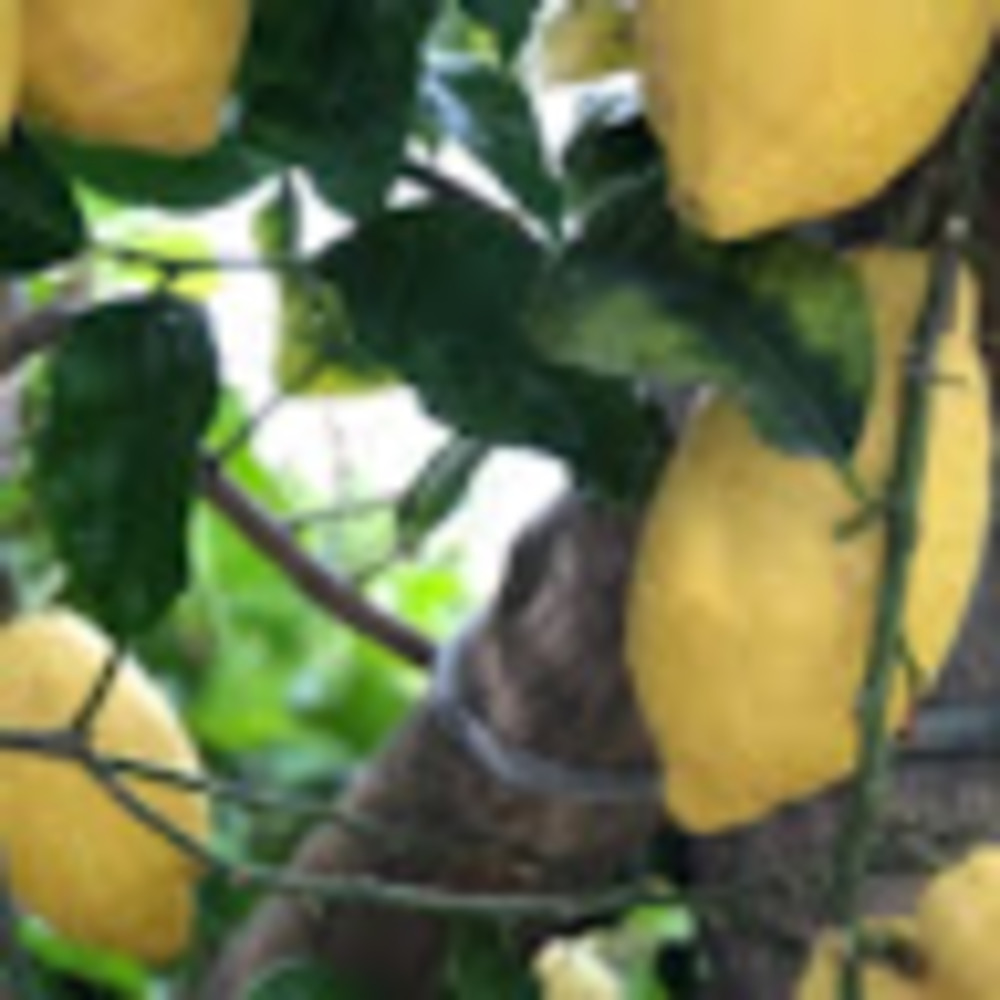 Meet your Posher, Patty